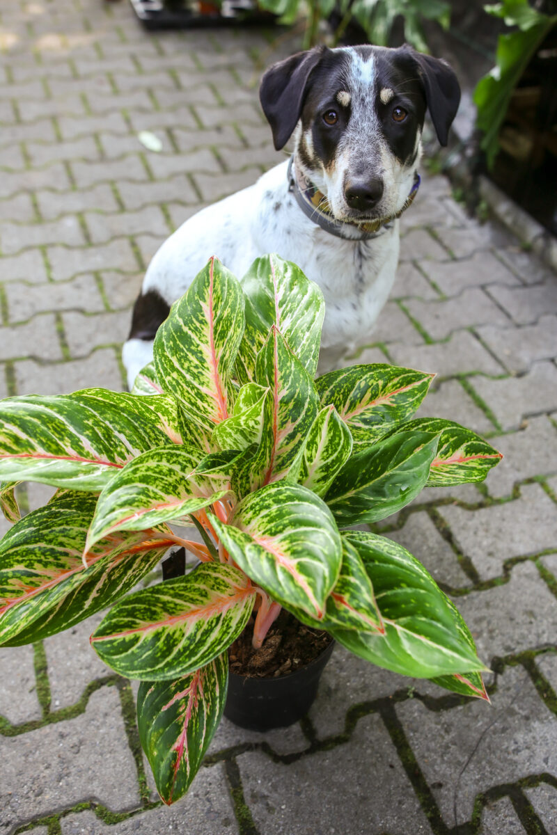 aglaonema cocomelon