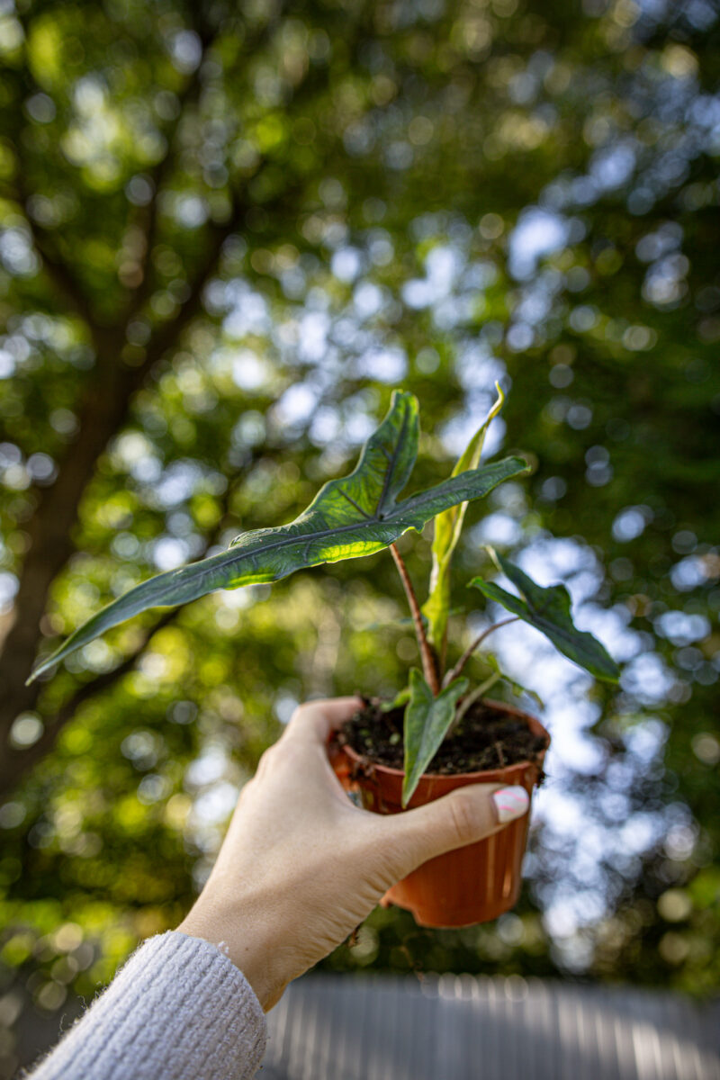Alocasia Sabrina Narrow