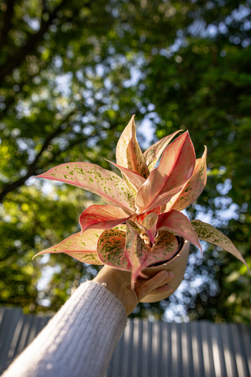 Aglaonema Prestige Aglaonema Prestige