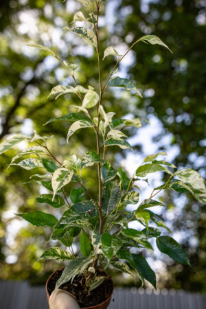 Ficus Eldorado Variegata