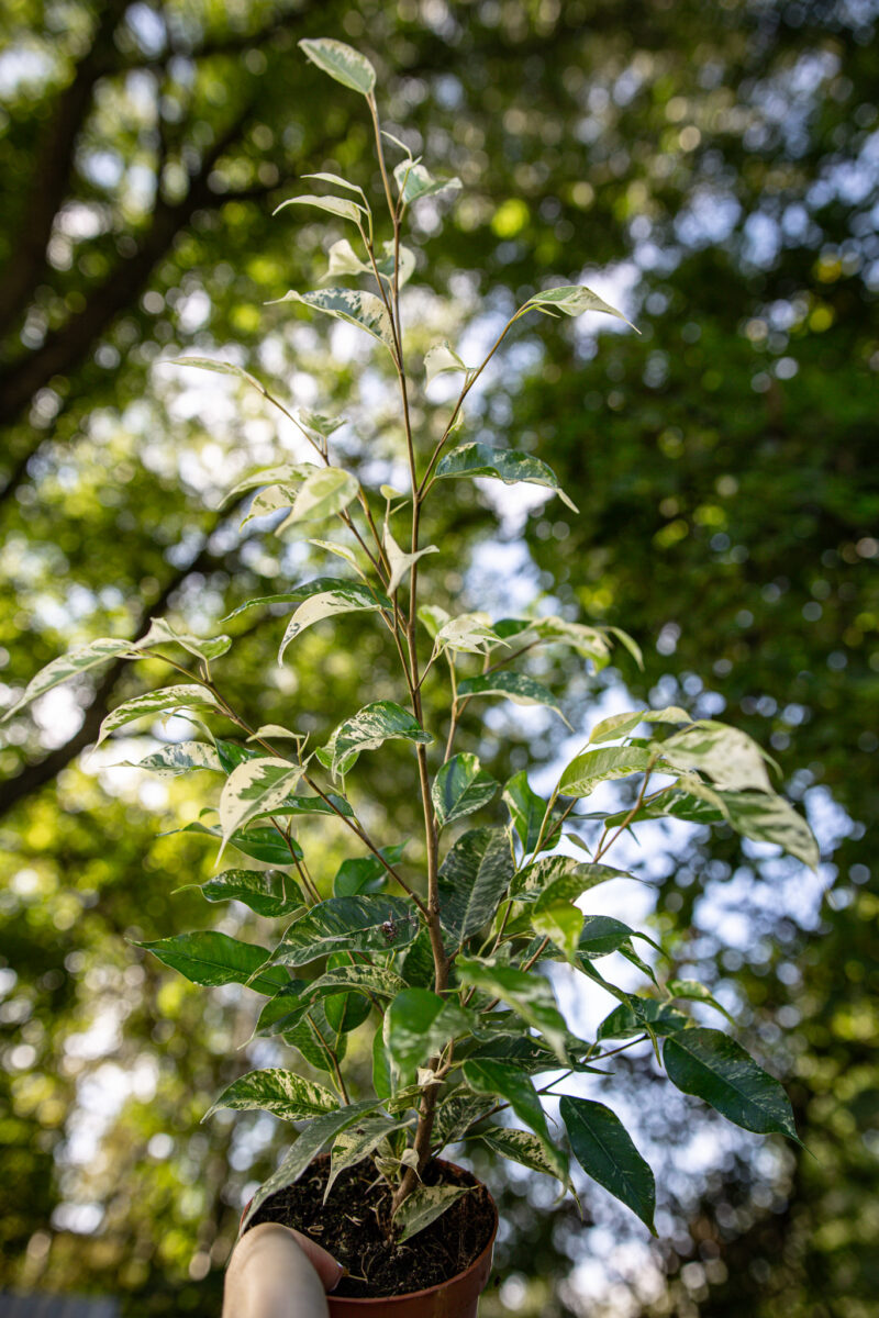 Ficus Eldorado Variegata