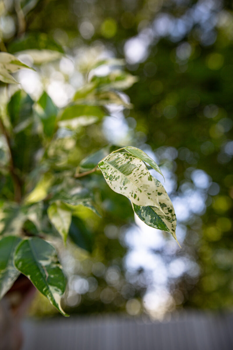 Ficus Eldorado Variegata