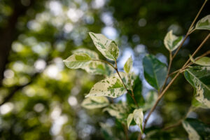 Ficus Eldorado Variegata