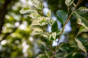 Ficus Eldorado Variegata