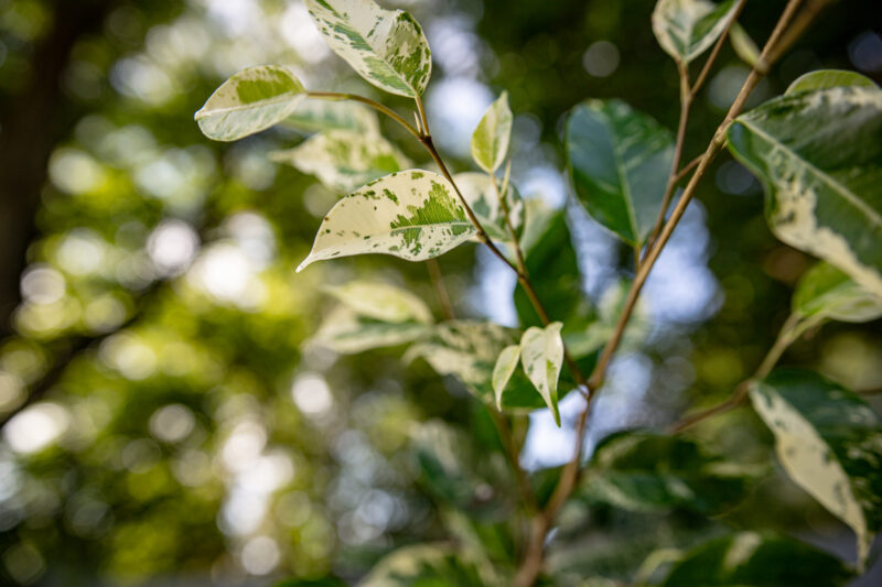 Ficus Eldorado Variegata