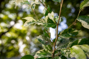 Ficus Eldorado Variegata