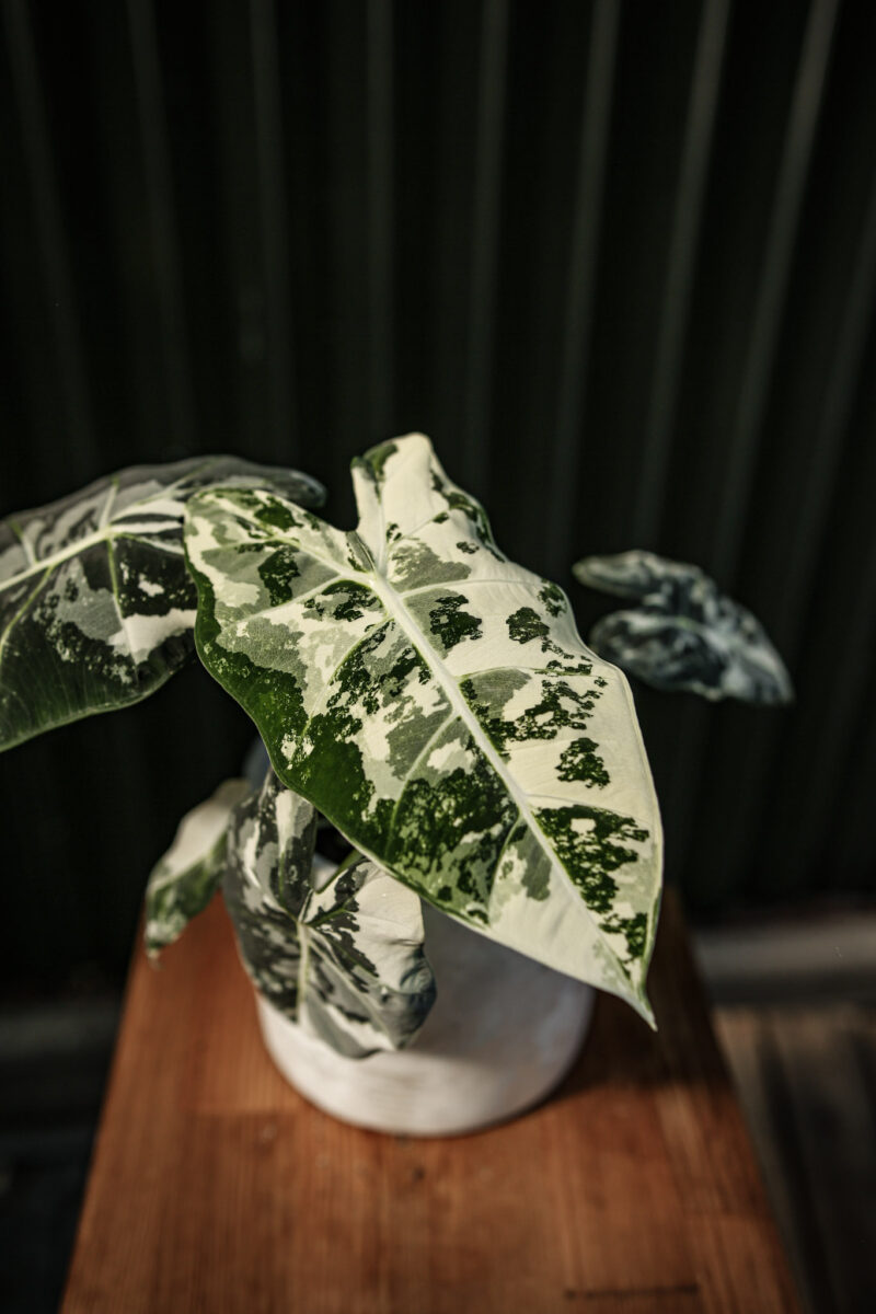 Alocasia Frydek Variegata Alocasia Frydek Variegata
