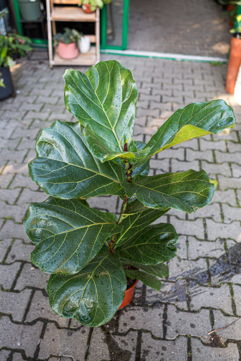Ficus lyrata Figowiec dębolistny