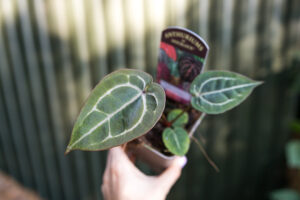 Anthurium Zara x Michelle