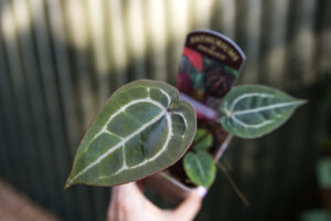 Anthurium Zara x Michelle