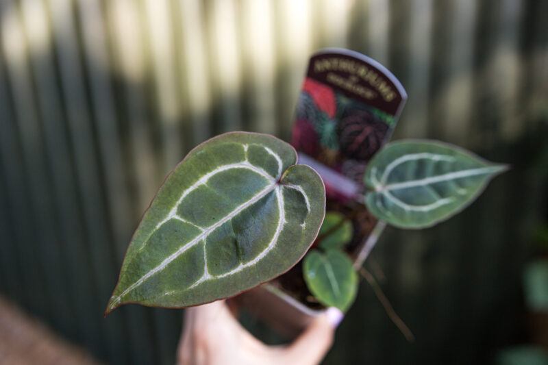 Anthurium Zara x Michelle