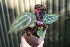 Anthurium Zara x Michelle