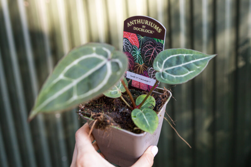 Anthurium Zara x Michelle