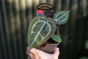 Anthurium Zara x Michelle