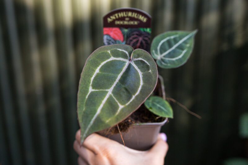Anthurium Zara x Michelle