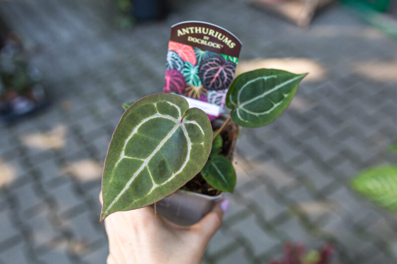 Anthurium Zara x Michelle