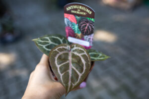 Anthurium Crystallinum Select Large ’53’ X Angela® ’35’ DocBlock