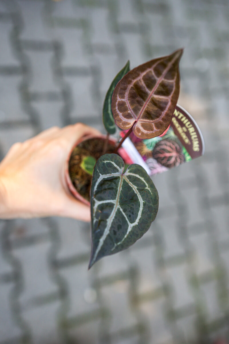 Anthurium Zara x (Michelle x Zara)