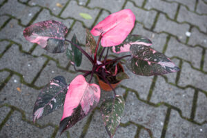 Philodendron Pink Princess Marble