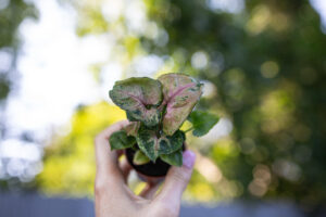 syngonium aom sap