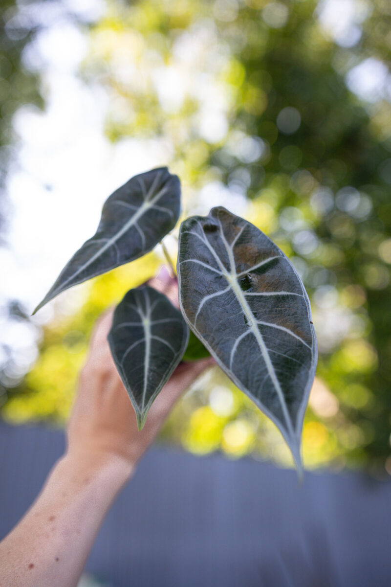 alocasia longiloba grandis alocasia longiloba grandis