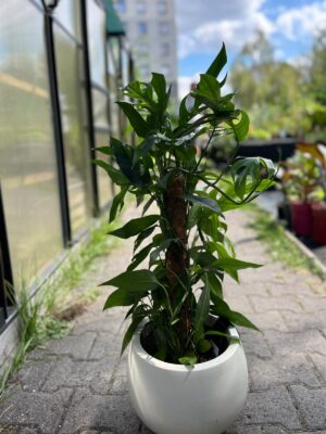 Epipremnum Pinnatum Baltic Blue