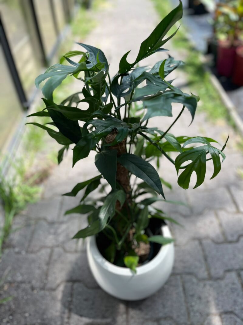 Epipremnum Pinnatum Baltic Blue