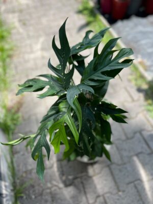 Epipremnum Pinnatum Baltic Blue