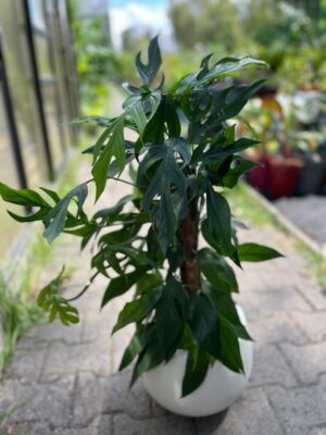 Epipremnum Pinnatum Baltic Blue