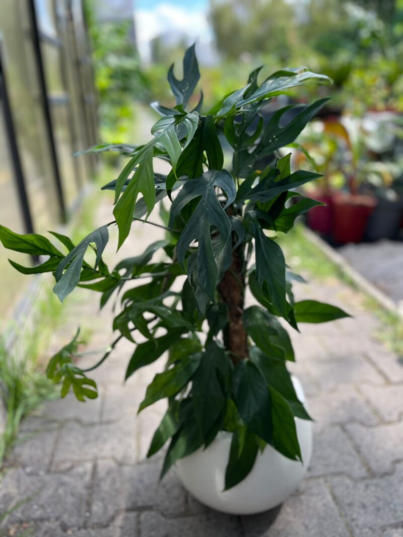 Epipremnum Pinnatum Baltic Blue