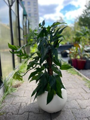 Epipremnum Pinnatum Baltic Blue