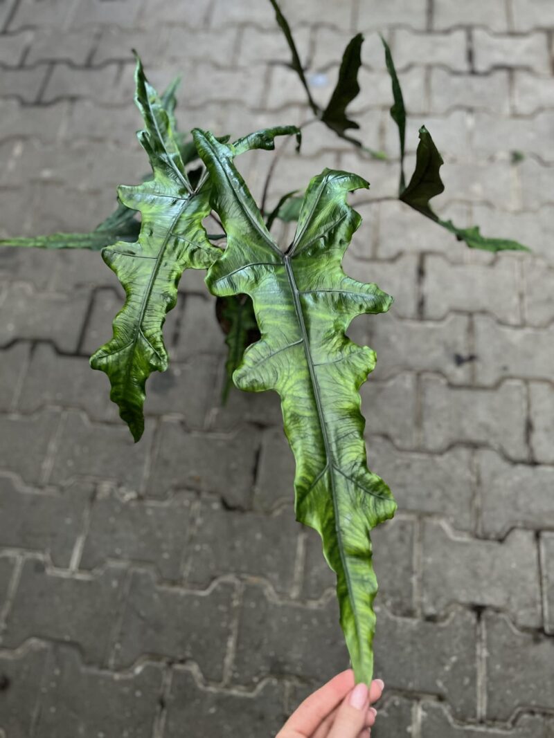 Alocasia Sabrina Narrow
