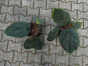 Anthurium Dressleri