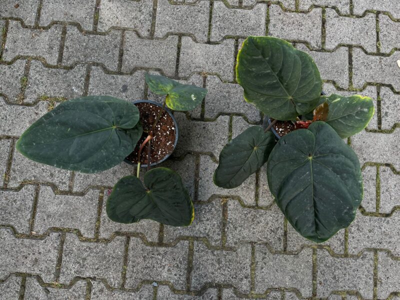 Anthurium Dressleri