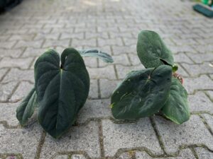Anthurium Dressleri