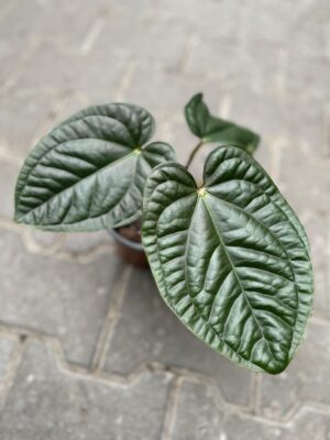anthurium pulcachense x luxurians