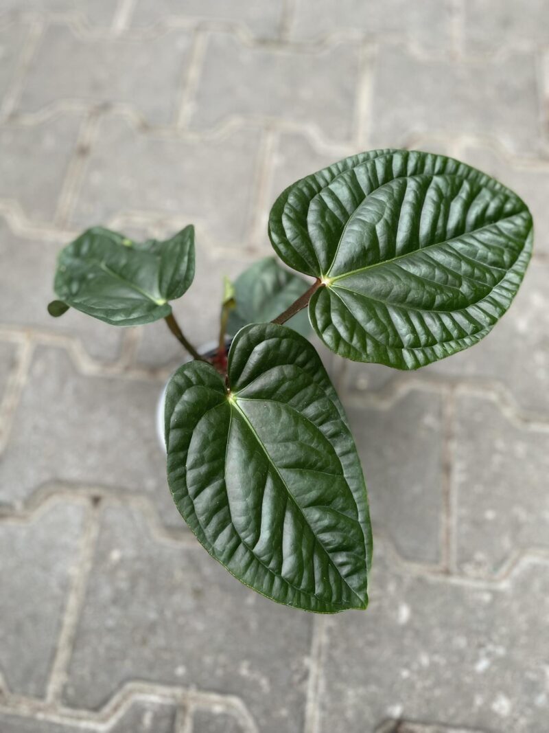 anthurium pulcachense x luxurians