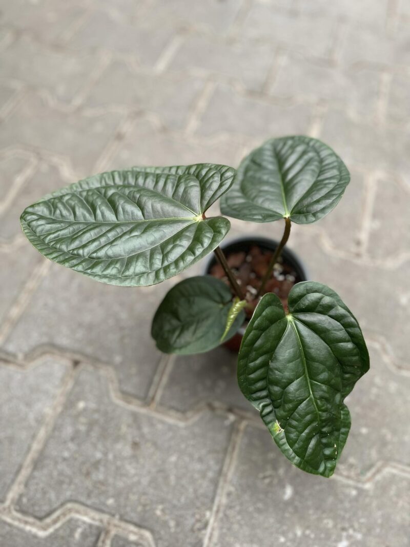 anthurium pulcachense x luxurians