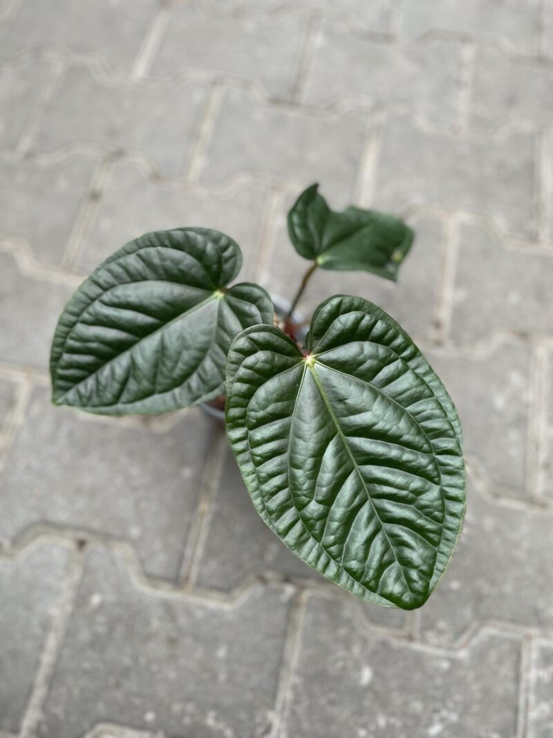 anthurium pulcachense x luxurians