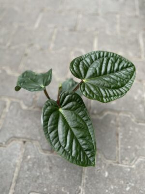 anthurium pulcachense x luxurians