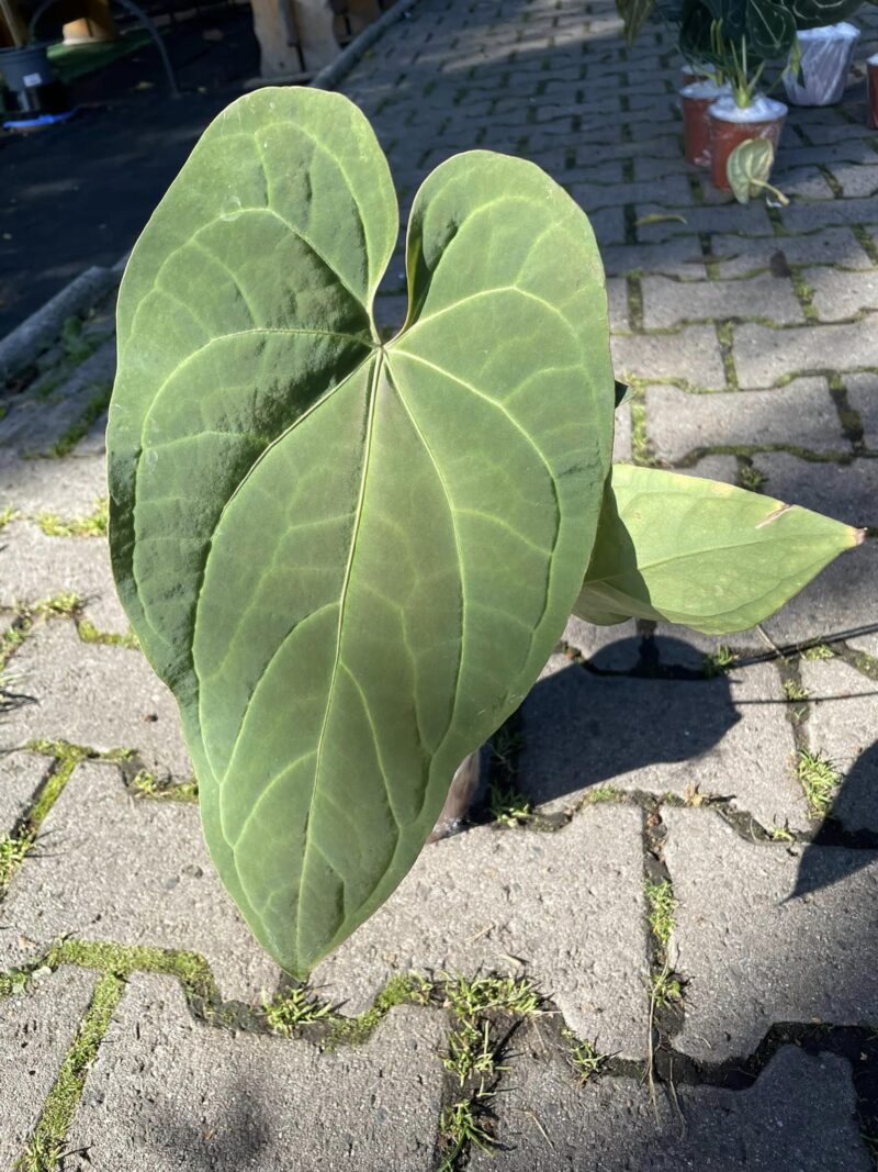 Anthurium Rio Negro