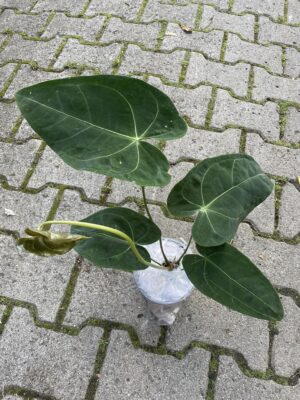 Anthurium Magnificent Silver ‘Jolly’ ‘Inverse crossing’