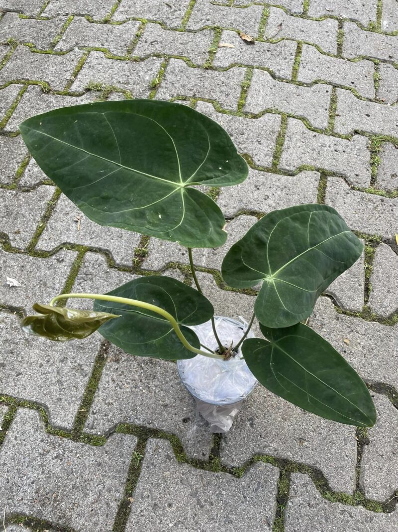 Anthurium Magnificent Silver ‘Jolly’ ‘Inverse crossing’