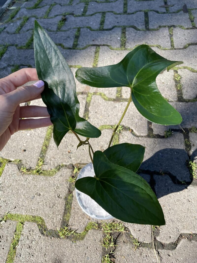 Anthurium Pinkleyi