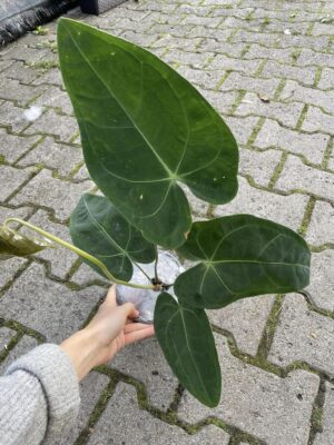 Anthurium Magnificent Silver ‘Jolly’ ‘Inverse crossing’