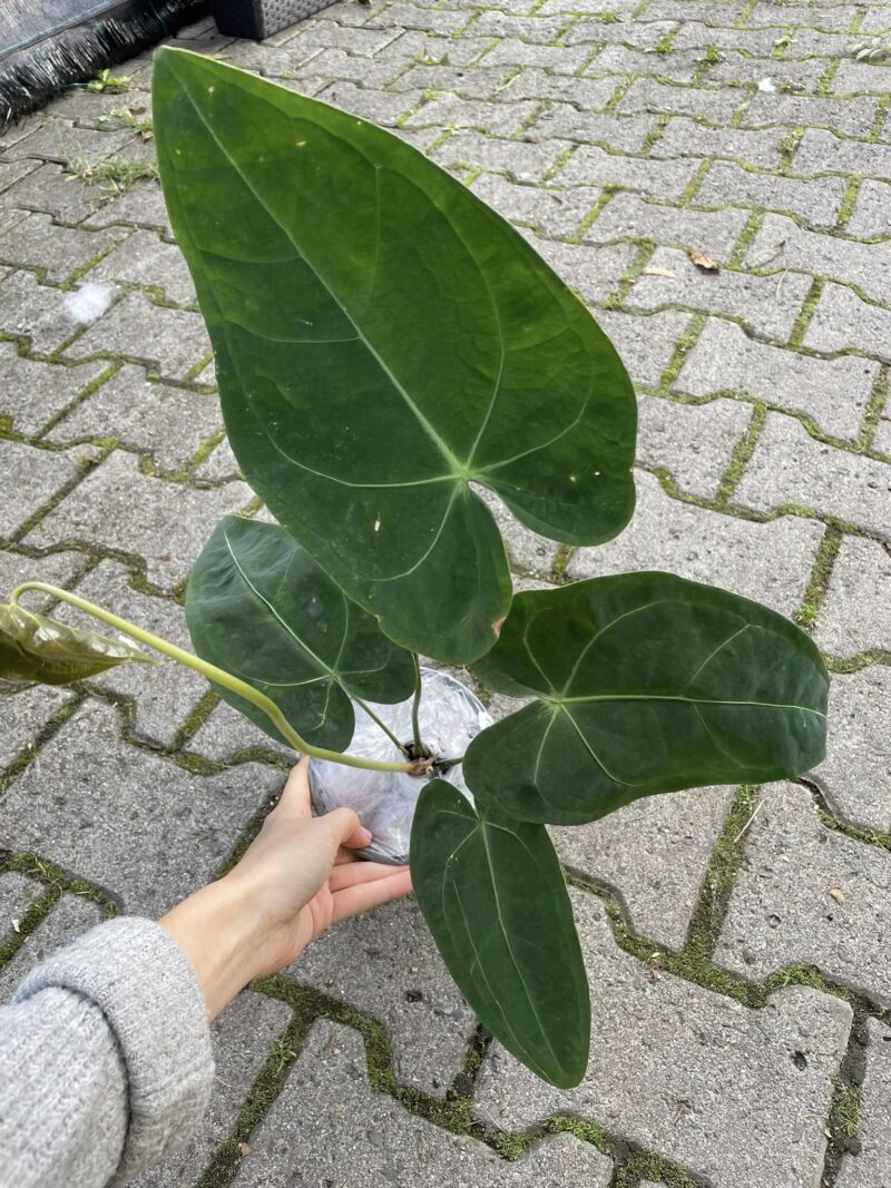 Anthurium Magnificent Silver ‘Jolly’ ‘Inverse crossing’