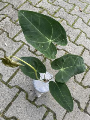 Anthurium Magnificent Silver ‘Jolly’ ‘Inverse crossing’