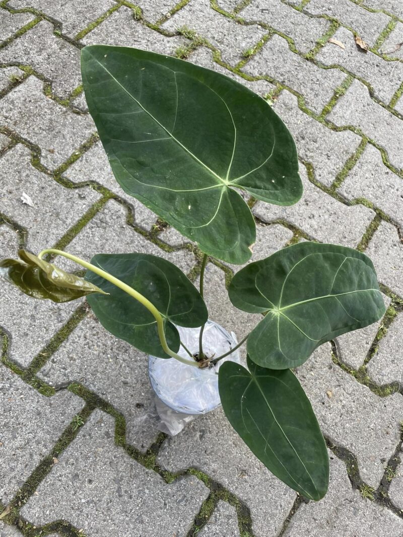 Anthurium Magnificent Silver ‘Jolly’ ‘Inverse crossing’