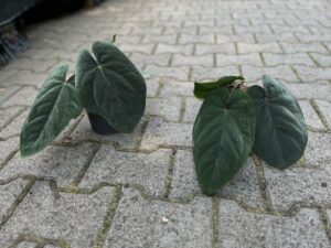 Anthurium Dressleri