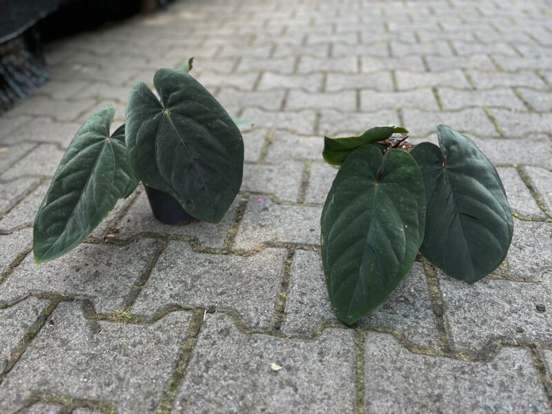 Anthurium Dressleri